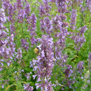Plantes Vivaces NEPETA parnassica - Menthe des chats en vente - Pépinière Lepage .