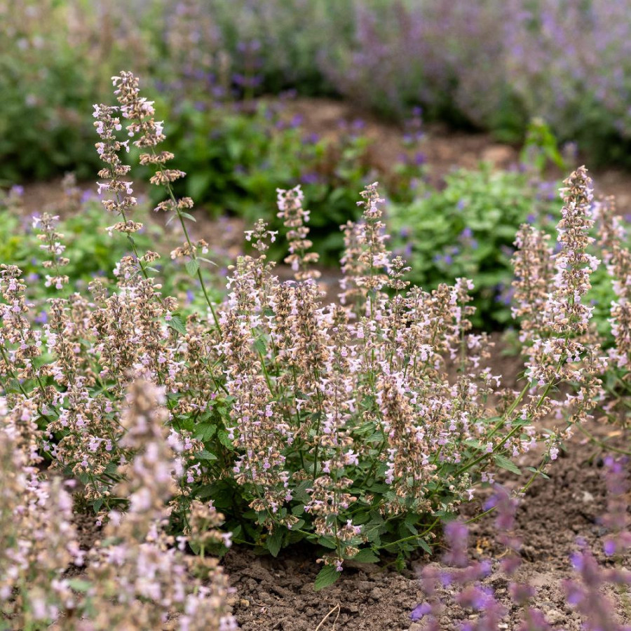 NEPETA racemosa 'Amelia'