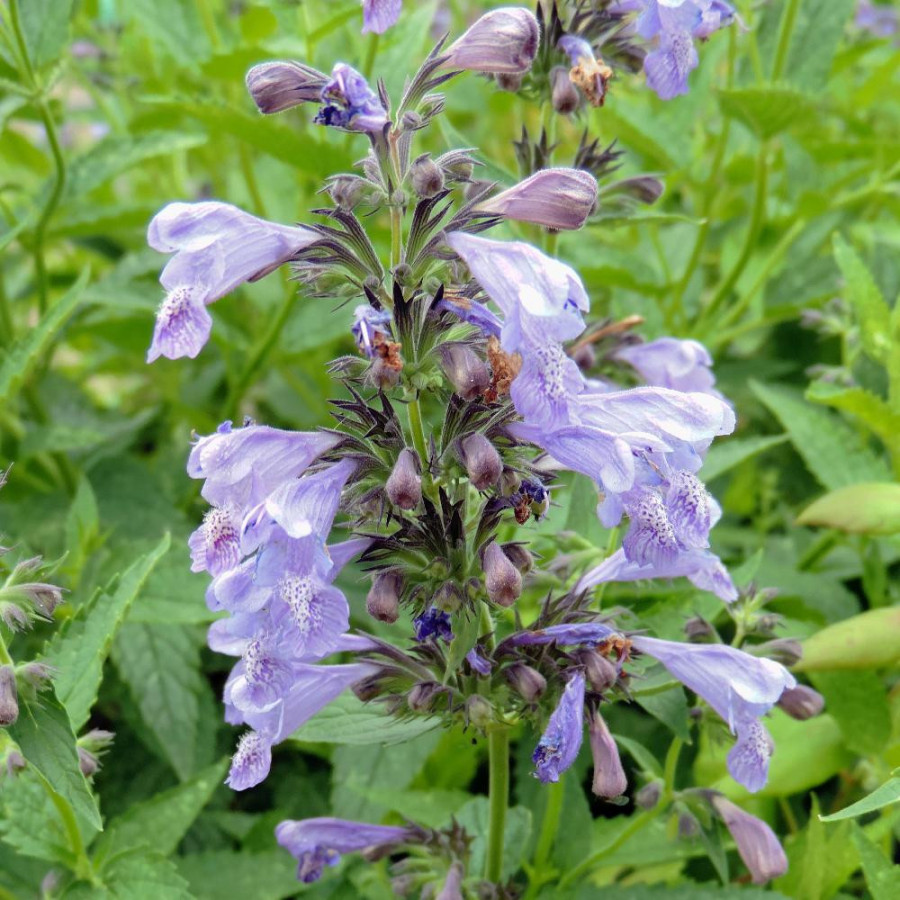 Plantes Vivaces NEPETA sibirica - Menthe des chats en vente - Pépinière Lepage .