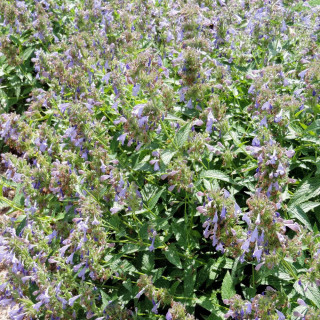 Plantes Vivaces NEPETA sibirica - Menthe des chats en vente - Pépinière Lepage .