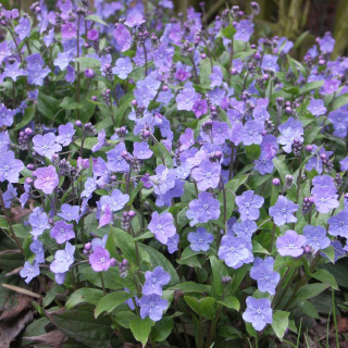 Plantes Vivaces OMPHALODES cappadocica 'Cherry Ingram' - Petite bourrache en vente - Pépinière Lepage .
