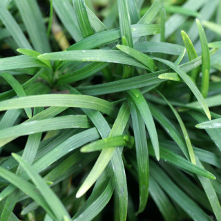 Plantes Vivaces OPHIOPOGON japonicus 'Minor' - Herbe aux turquoises en vente - Pépinière Lepage .
