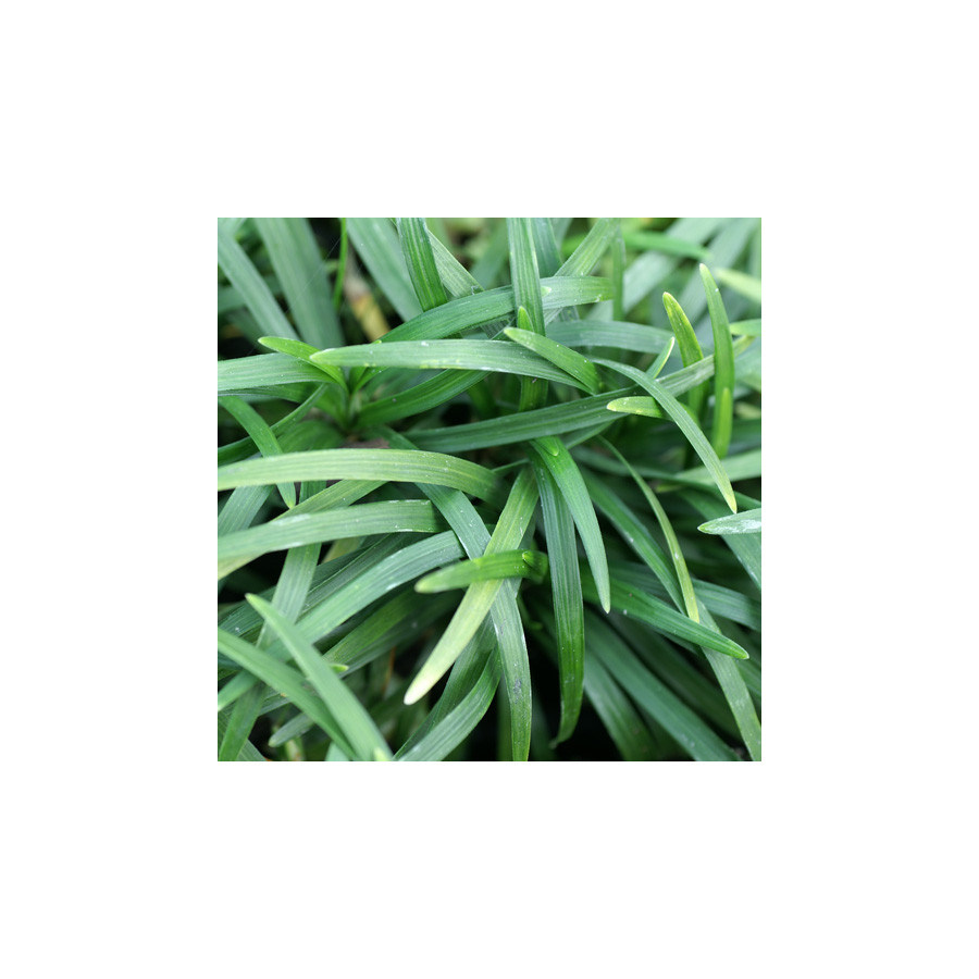 Plantes Vivaces OPHIOPOGON japonicus 'Minor' - Herbe aux turquoises en vente - Pépinière Lepage .