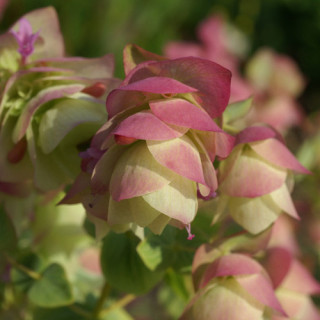 Plantes Vivaces ORIGANUM rotundifolium 'Kent Beauty' - Origan en vente - Marjolaine en vente - Pépinière Lepage .
