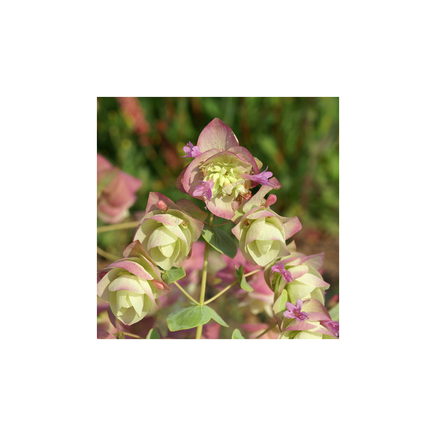 Plantes Vivaces ORIGANUM rotundifolium 'Kent Beauty' - Origan en vente - Marjolaine en vente - Pépinière Lepage .