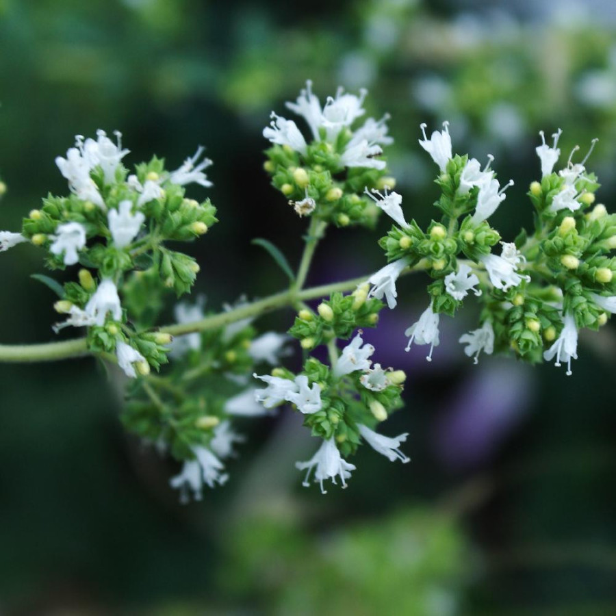 ORIGANUM virens