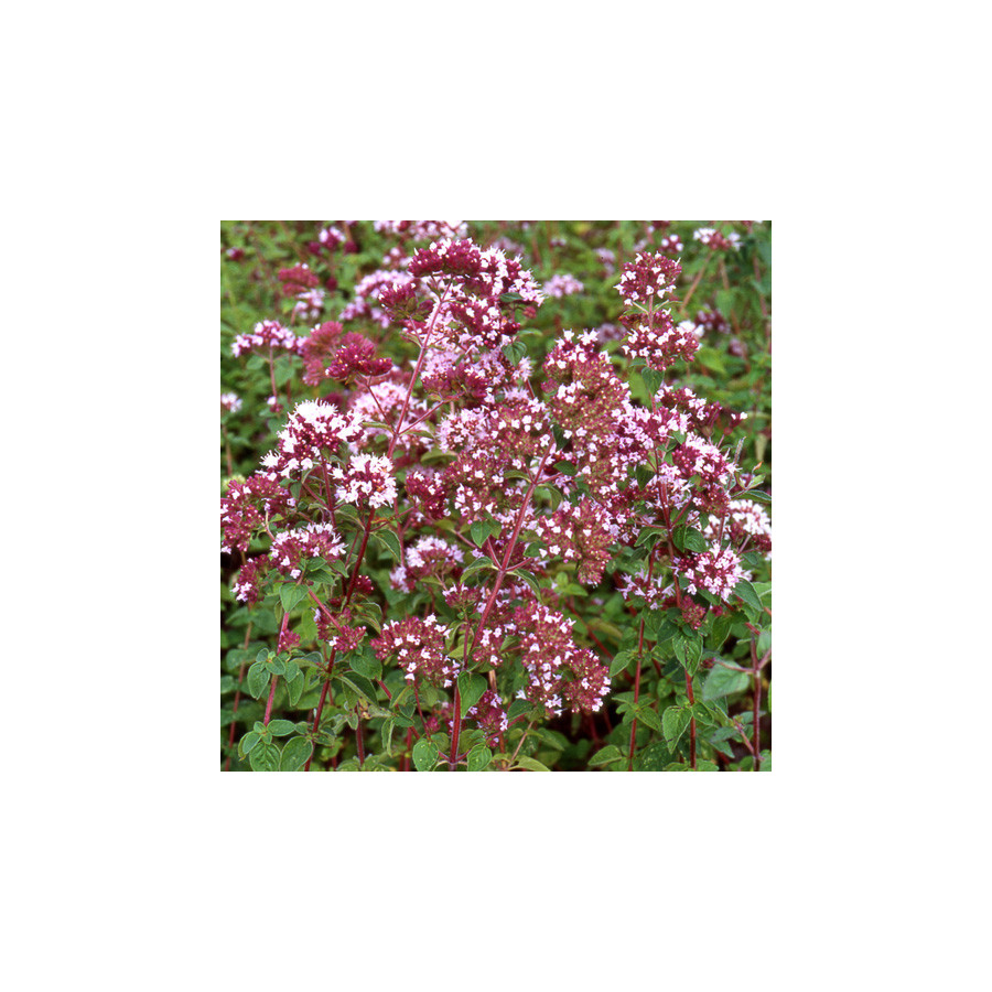 Plantes Vivaces ORIGANUM vulgare - Origan en vente - Marjolaine officinale en vente - Pépinière Lepage .
