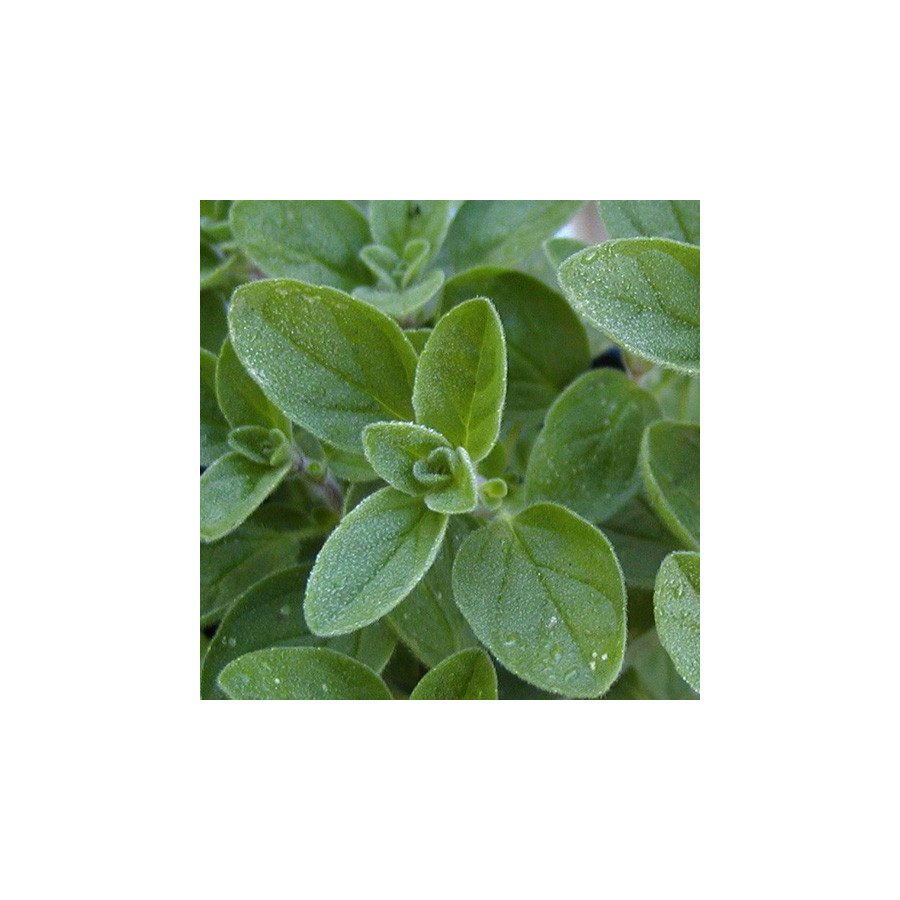 Plantes Vivaces ORIGANUM vulgare - Origan en vente - Marjolaine officinale en vente - Pépinière Lepage .