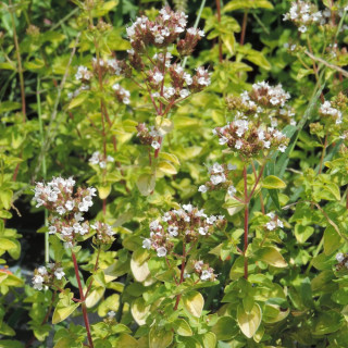 Plantes Vivaces ORIGANUM vulgare 'Aureum' - Origan en vente - Marjolaine en vente - Pépinière Lepage .