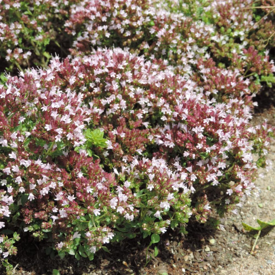 Plantes Vivaces ORIGANUM vulgare 'Compactum' - Origan en vente - Marjolaine en vente - Pépinière Lepage .