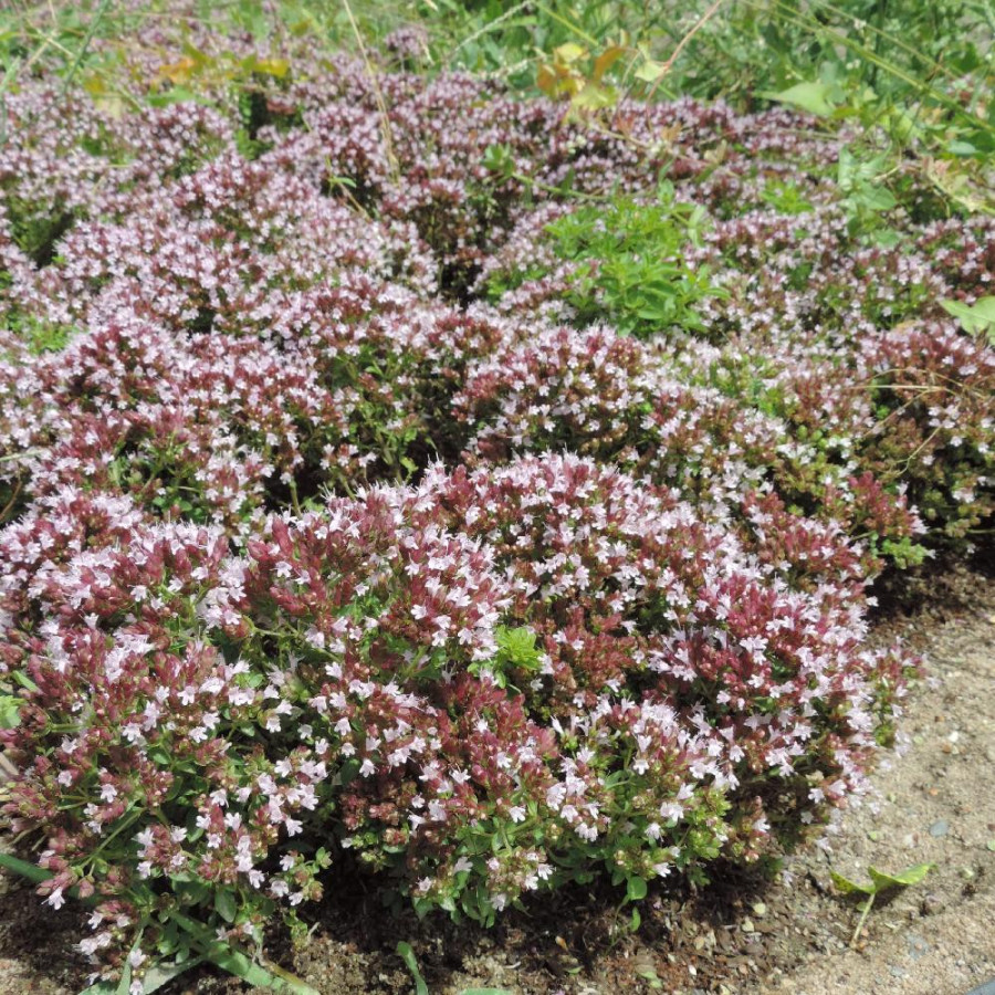Plantes Vivaces ORIGANUM vulgare 'Compactum' - Origan en vente - Marjolaine en vente - Pépinière Lepage .