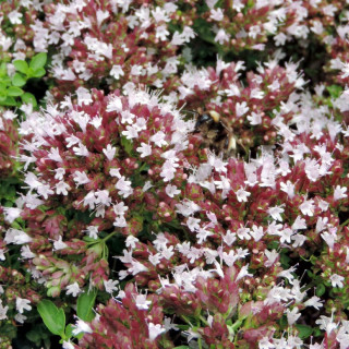 Plantes Vivaces ORIGANUM vulgare 'Compactum' - Origan en vente - Marjolaine en vente - Pépinière Lepage .