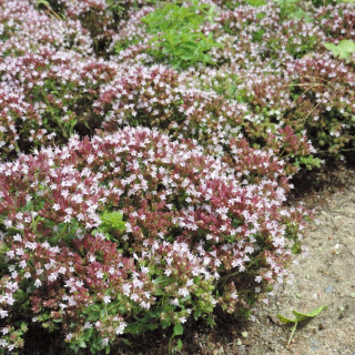 Plantes Vivaces ORIGANUM vulgare 'Compactum' - Origan en vente - Marjolaine en vente - Pépinière Lepage .