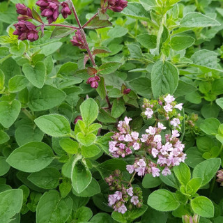 ORIGANUM vulgare 'Gentle Breeze' ®