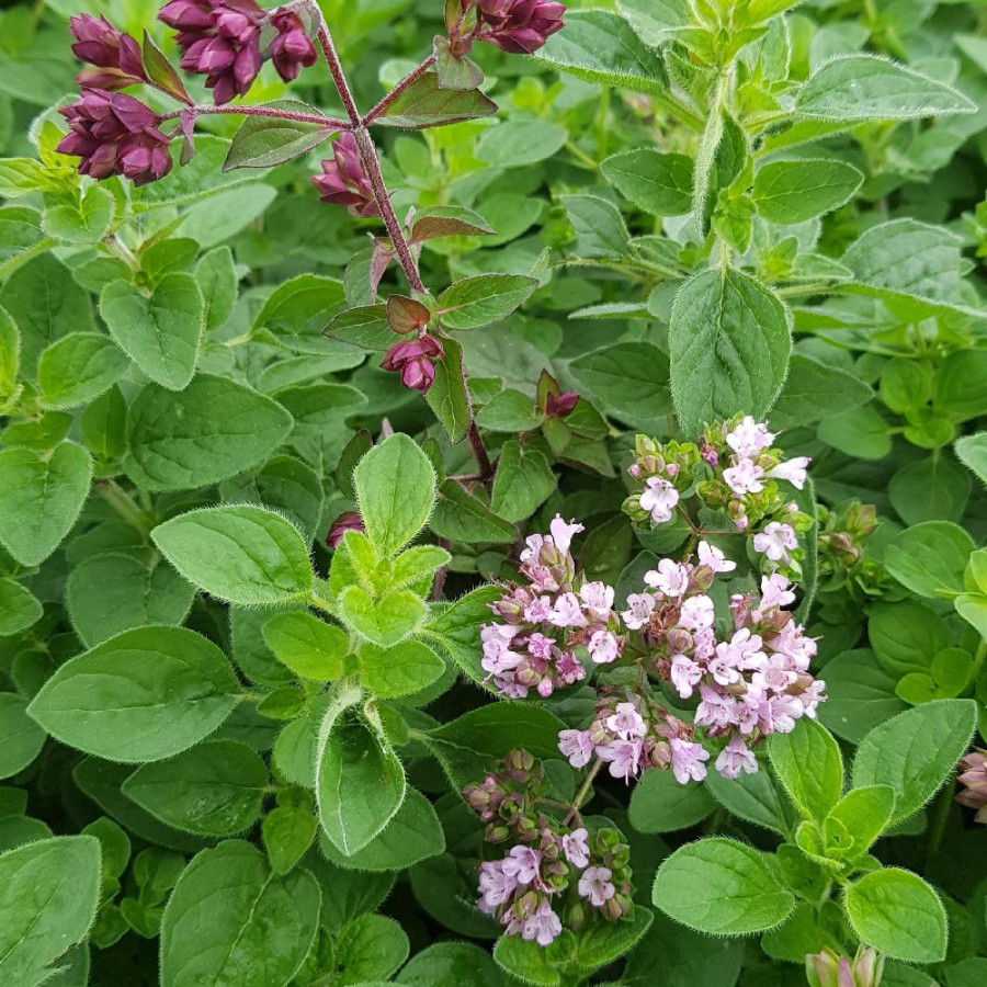 Plantes Vivaces ORIGANUM vulgare 'Gentle Breeze' ® - Origan en vente - Marjolaine en vente - Pépinière Lepage .