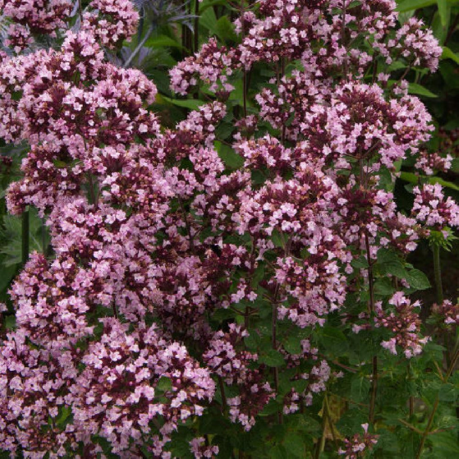 Plantes Vivaces ORIGANUM vulgare 'Gentle Breeze' ® - Origan en vente - Marjolaine en vente - Pépinière Lepage .