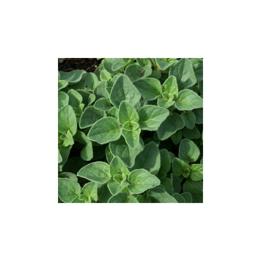 Plantes Vivaces ORIGANUM vulgare 'Hot and Spicy' - Origan en vente - Marjolaine  en vente - Pépinière Lepage .
