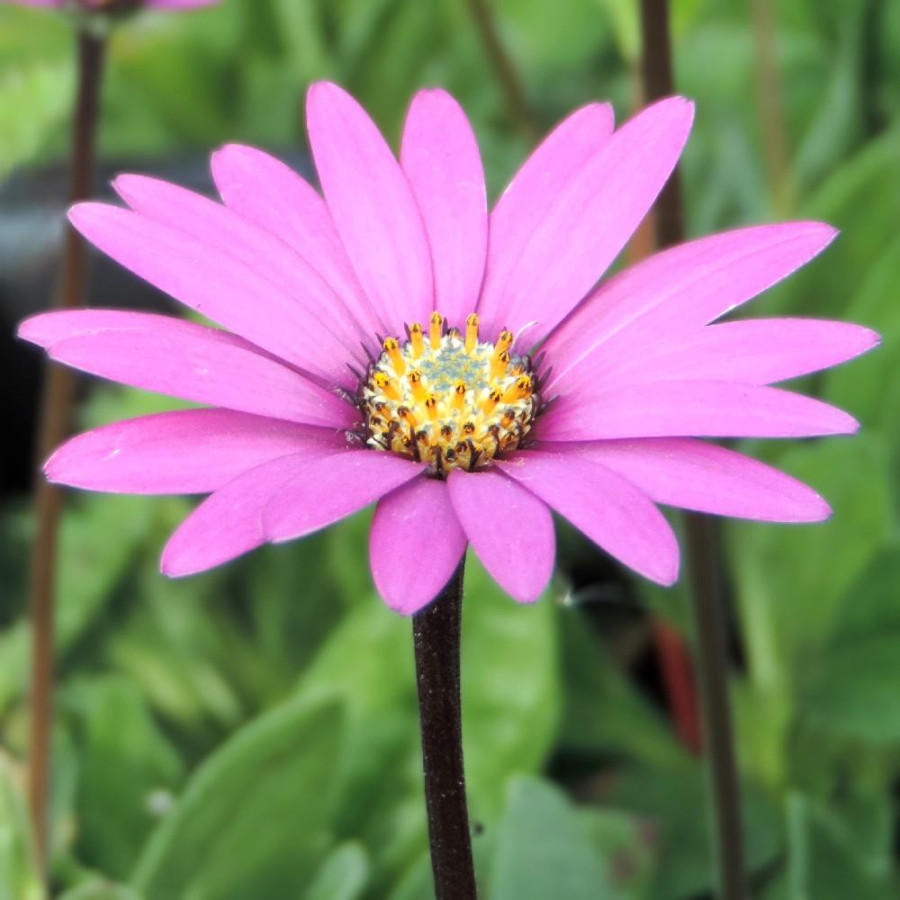 OSTEOSPERMUM ecklonis 'Stardust'