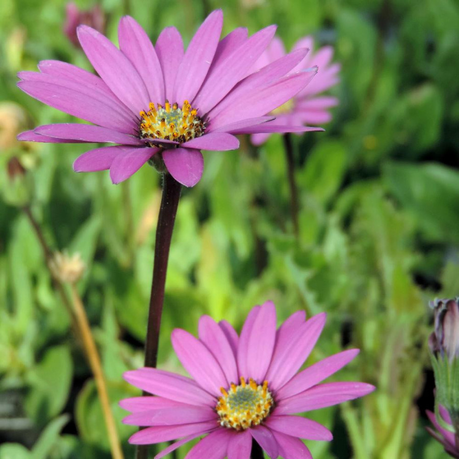 OSTEOSPERMUM ecklonis 'Stardust'
