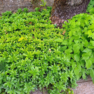 PACHYSANDRA terminalis 'Green Carpet'