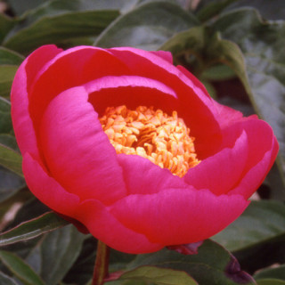 Plantes Vivaces PAEONIA 'Aztec' - Pivoine en vente - Pépinière Lepage .