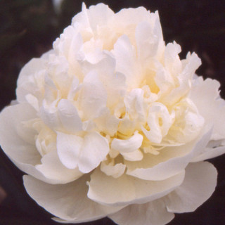 Plantes Vivaces PAEONIA 'Blush Queen' - Pivoine en vente - Pépinière Lepage .