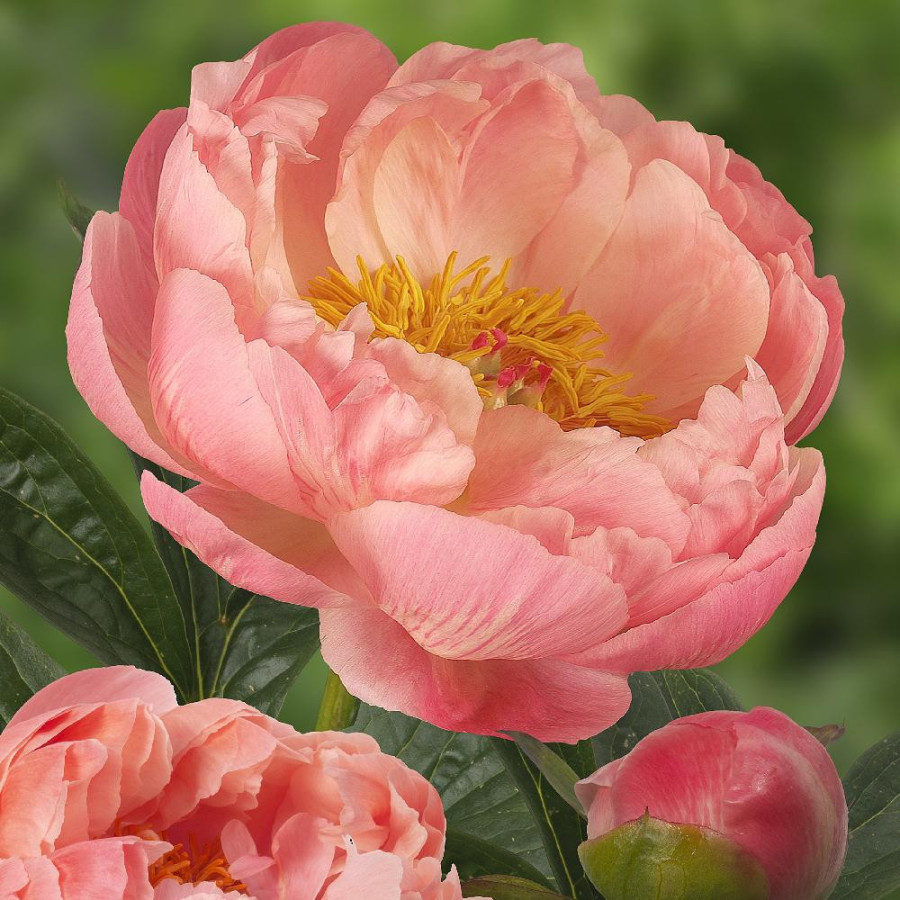 Plantes Vivaces PAEONIA 'Coral Charm' - Pivoine en vente - Pépinière Lepage .