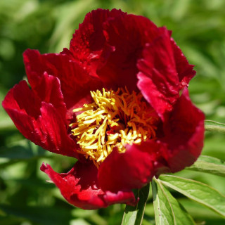 Plantes Vivaces PAEONIA 'Early Scout' - Pivoine en vente - Pépinière Lepage .
