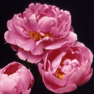 PAEONIA 'Gilbert Barthelot'