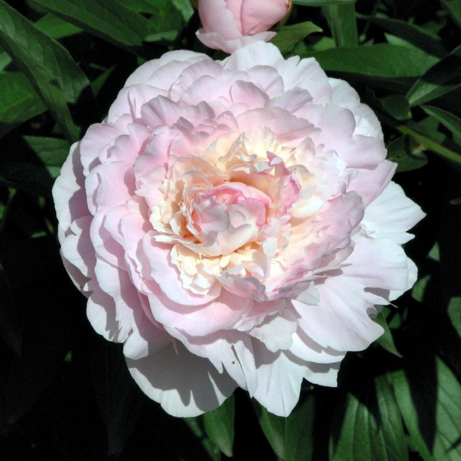 Plantes Vivaces PAEONIA 'Mme Calot' - Pivoine en vente - Pépinière Lepage .
