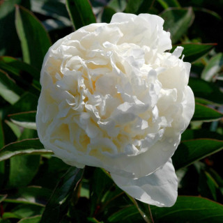 Plantes Vivaces PAEONIA 'Mme Claude Tain' - Pivoine en vente - Pépinière Lepage .