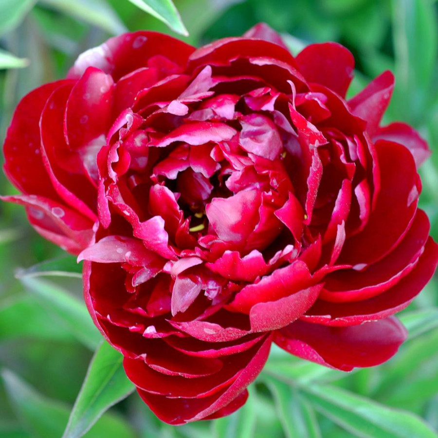 Plantes Vivaces PAEONIA 'Peter Brand' - Pivoine en vente - Pépinière Lepage .