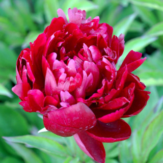 Plantes Vivaces PAEONIA 'Peter Brand' - Pivoine en vente - Pépinière Lepage .