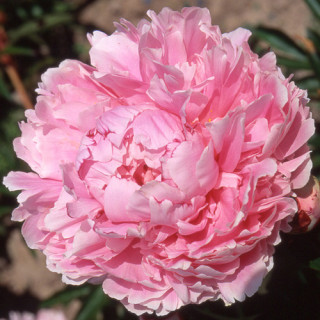 Plantes Vivaces PAEONIA 'Sarah Bernhardt' - Pivoine en vente - Pépinière Lepage .