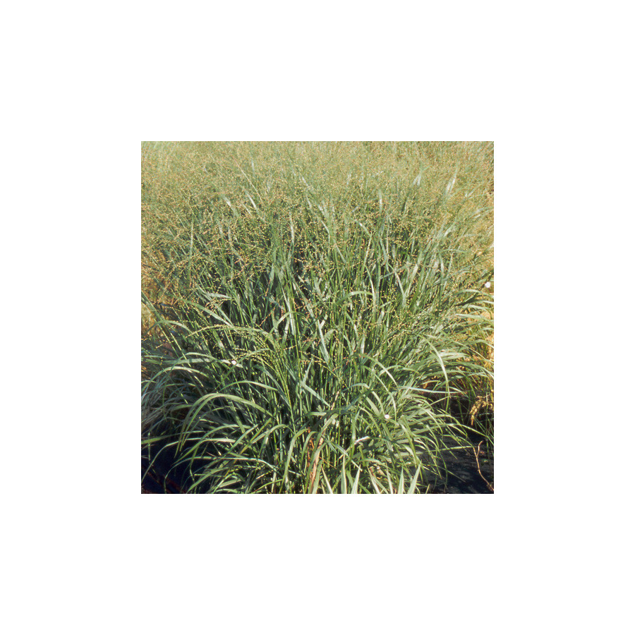 Plantes Vivaces PANICUM virgatum - Panic en vente - Pépinière Lepage .