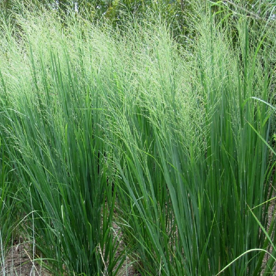 Plantes Vivaces PANICUM virgatum 'Cloud Nine' - Panic en vente - Pépinière Lepage .