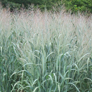 Plantes Vivaces PANICUM virgatum 'Dallas Blues' - Panic en vente - Pépinière Lepage .