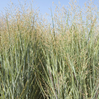 Plantes Vivaces PANICUM virgatum 'Heavy Metal' - Panic en vente - Pépinière Lepage .