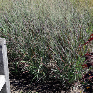 PANICUM virgatum 'Oxblood Autumn' ®