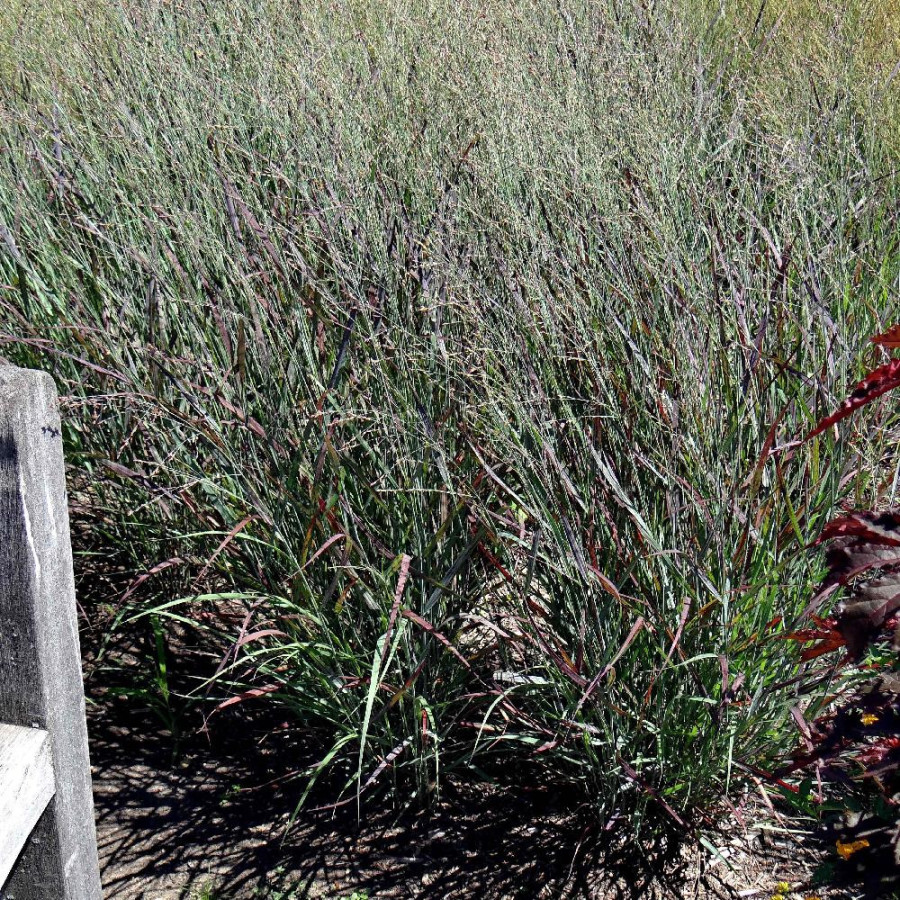 PANICUM virgatum 'Oxblood Autumn' ®