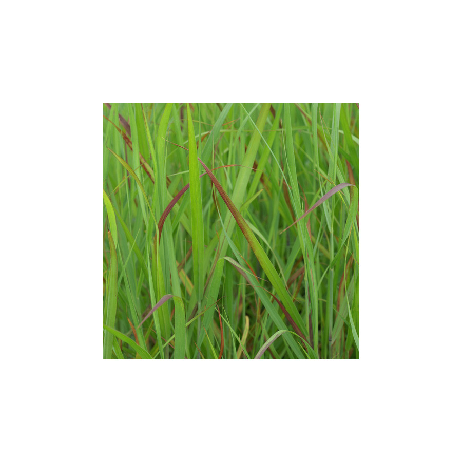 Plantes Vivaces PANICUM virgatum 'Rehbraun' - Panic en vente - Pépinière Lepage .