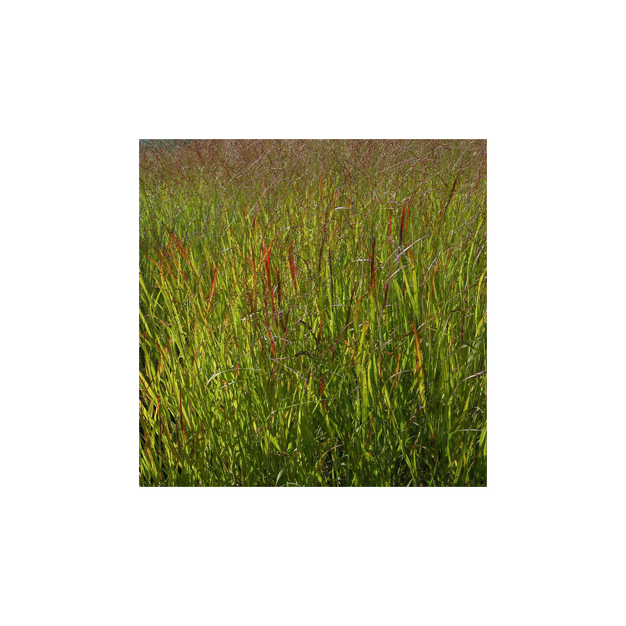 Plantes Vivaces PANICUM virgatum 'Rehbraun' - Panic en vente - Pépinière Lepage .