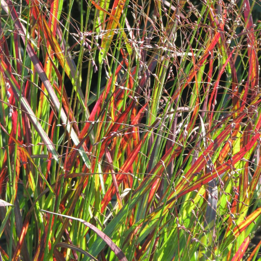 Plantes Vivaces PANICUM virgatum 'Shenandoah' - Panic en vente - Pépinière Lepage .