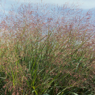 Plantes Vivaces PANICUM virgatum 'Squaw' - Panic en vente - Pépinière Lepage .
