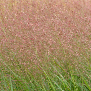 Plantes Vivaces PANICUM virgatum 'Warrior' - Panic en vente - Pépinière Lepage .