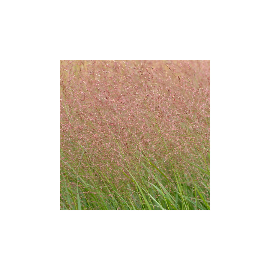 Plantes Vivaces PANICUM virgatum 'Warrior' - Panic en vente - Pépinière Lepage .