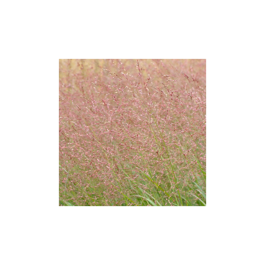 Plantes Vivaces PANICUM virgatum 'Warrior' - Panic en vente - Pépinière Lepage .