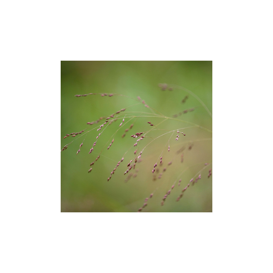 Plantes Vivaces PANICUM virgatum 'Warrior' - Panic en vente - Pépinière Lepage .
