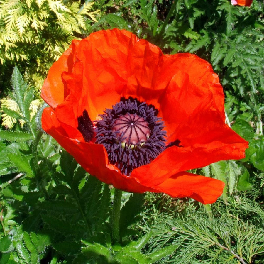 PAPAVER orientale 'Allegro'
