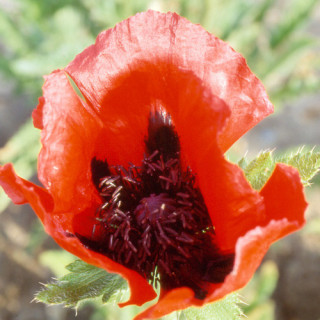 Plantes Vivaces PAPAVER orientale 'Beauty of Livermere' - Pavot en vente - Pavot d'Orient en vente - Pépinière Lepage .